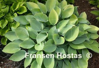 Hosta May