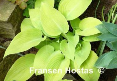 Hosta May