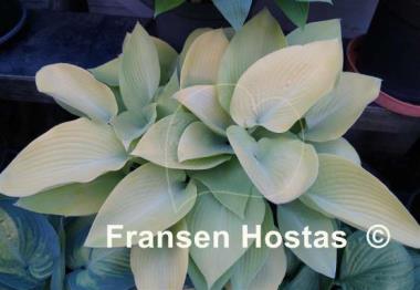 Hosta May
