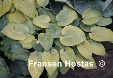 Hosta May