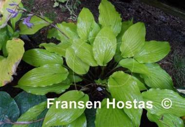 Hosta Maya Infatuation