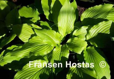 Hosta Maya Infatuation