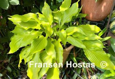 Hosta Maya Infatuation