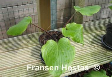 Hosta Maya Kingsnake