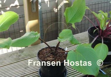 Hosta Maya Kingsnake