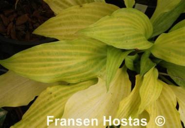 Hosta Maya Tritone
