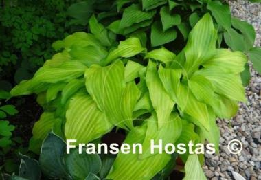 Hosta Maya Tritone
