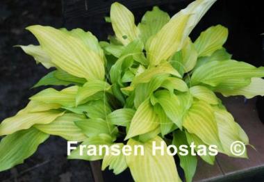Hosta Maya Tritone