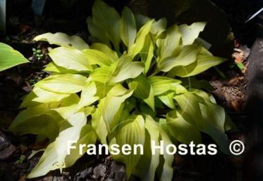 Hosta Maya Tritone