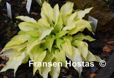 Hosta Maya Tritone