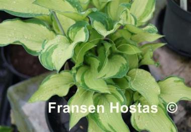 Hosta Maya