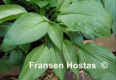 Hosta Mean Gene