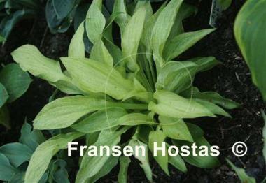 Hosta Mean Gene