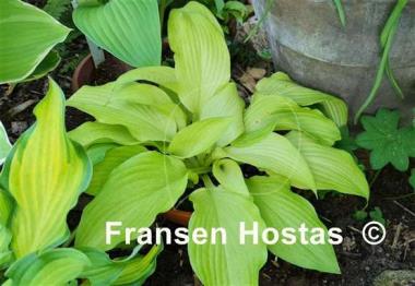 Hosta Mean Gene