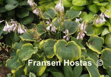 Hosta Medieval Age