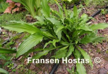 Hosta Medusa Green