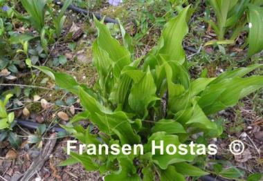 Hosta Medusa Green