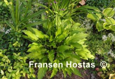 Hosta Medusa Green