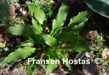 Hosta Medusa Green