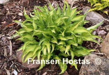 Hosta Medusa