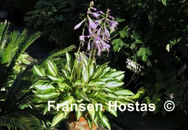 Hosta Medusa