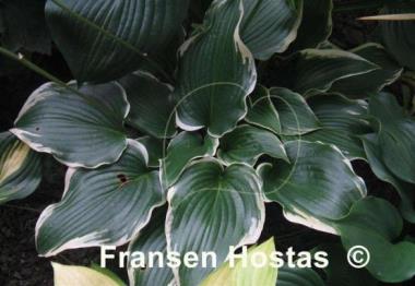 Hosta Memories of Dorothy