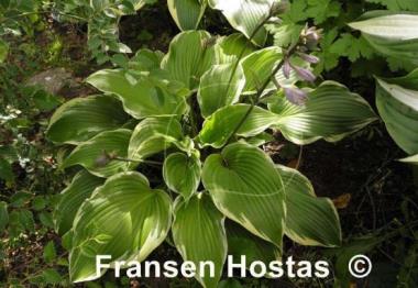 Hosta Memories of Dorothy