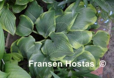 Hosta Memories of Dorothy