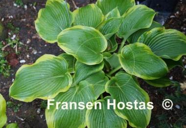 Hosta Memories of Dorothy