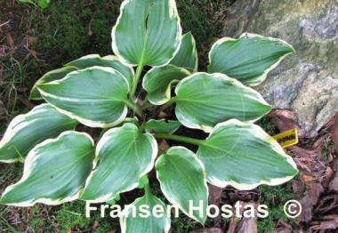 Hosta Memories of Dorothy