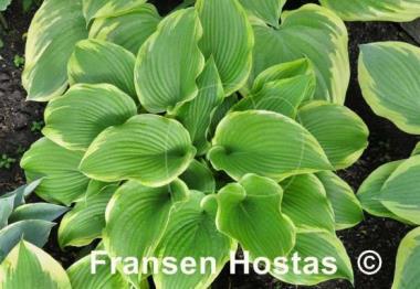 Hosta Memories of Dorothy