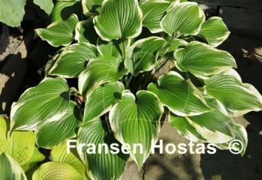 Hosta Memories of Dorothy