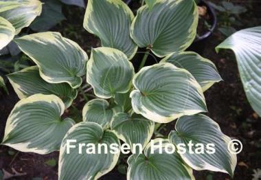 Hosta Memories