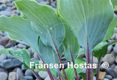 Hosta Memory of Harry