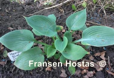 Hosta Memphis Blue
