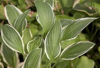 Hosta Mentor Gold