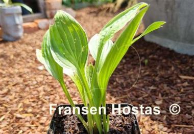 Hosta Mentor Gold