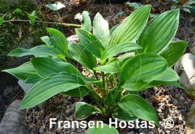 Hosta Mentor Gold