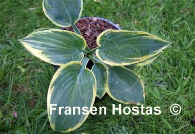 Hosta Merlin