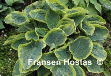 Hosta Merlin