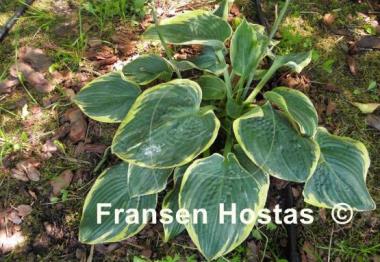 Hosta Merlin
