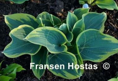 Hosta Merlin