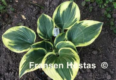Hosta Merlin