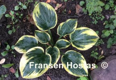 Hosta Merlin