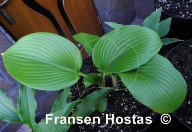 Hosta Merry-Go-Round
