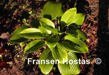 Hosta Merry-Go-Round