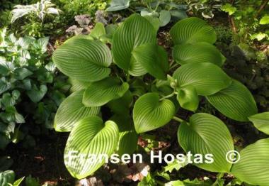 Hosta Merry-Go-Round