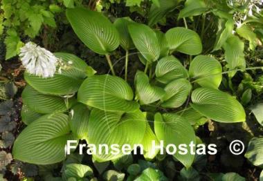 Hosta Merry-Go-Round