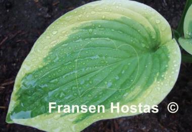 Hosta Merry Sunshine