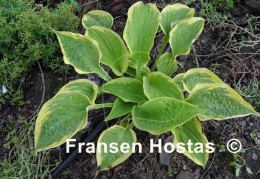 Hosta Merry Sunshine